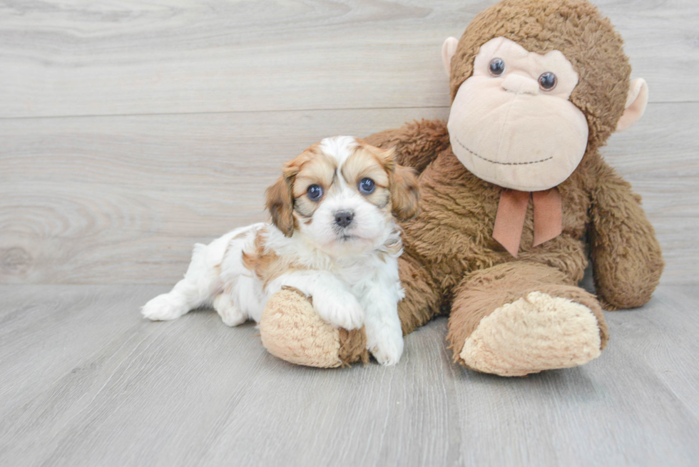 Friendly Cavachon Baby