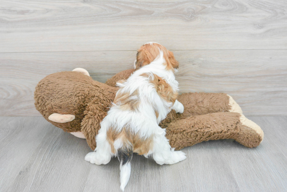 Petite Cavachon Designer Pup