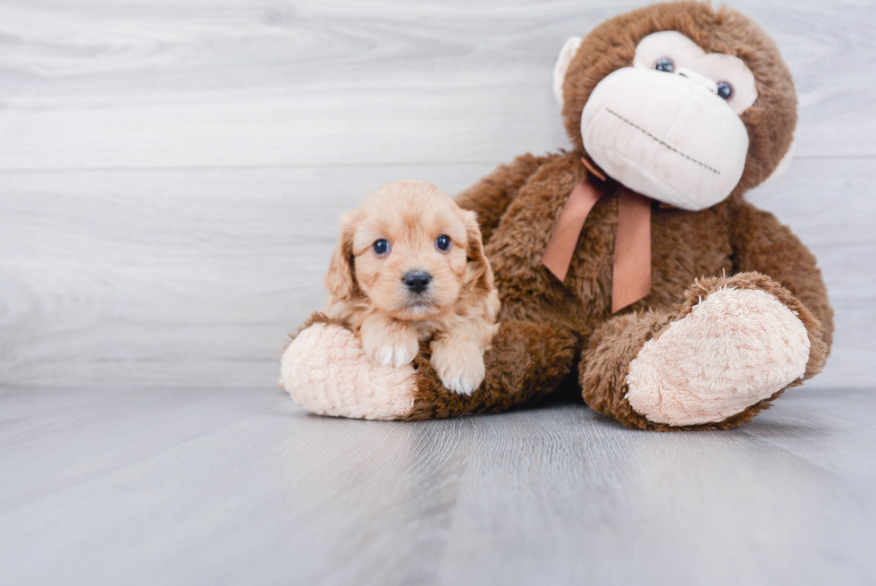 Cavachon Puppy for Adoption