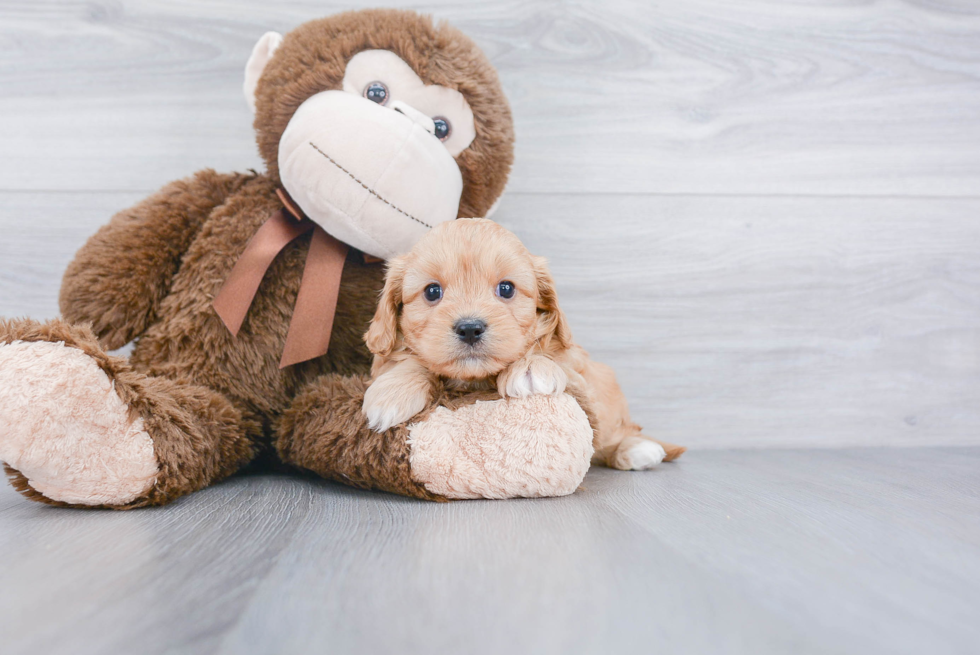 Smart Cavachon Designer Pup