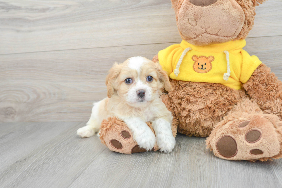 Funny Cavachon Designer Pup