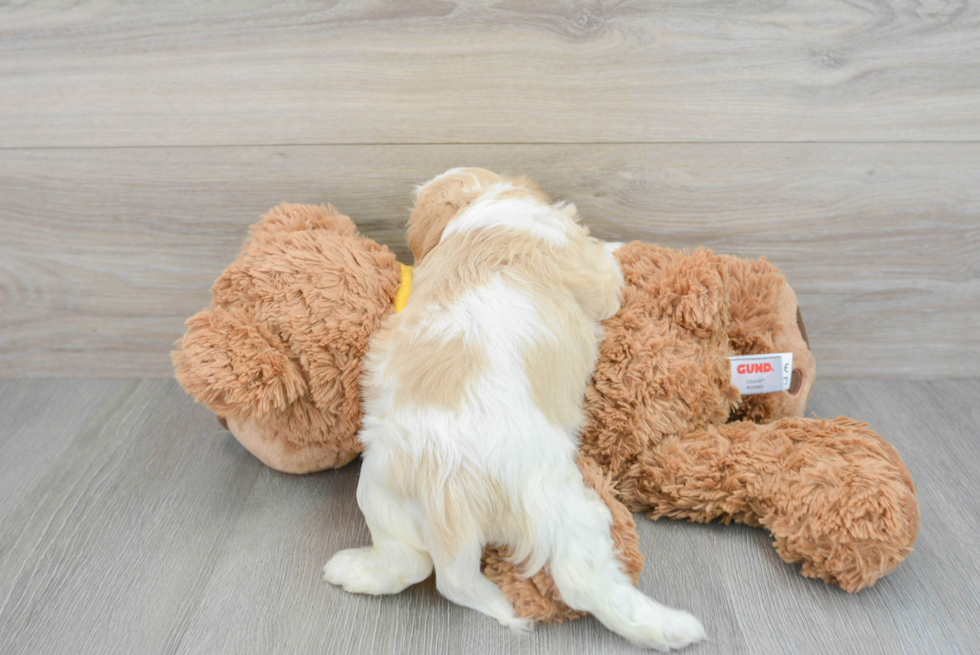 Cavachon Pup Being Cute