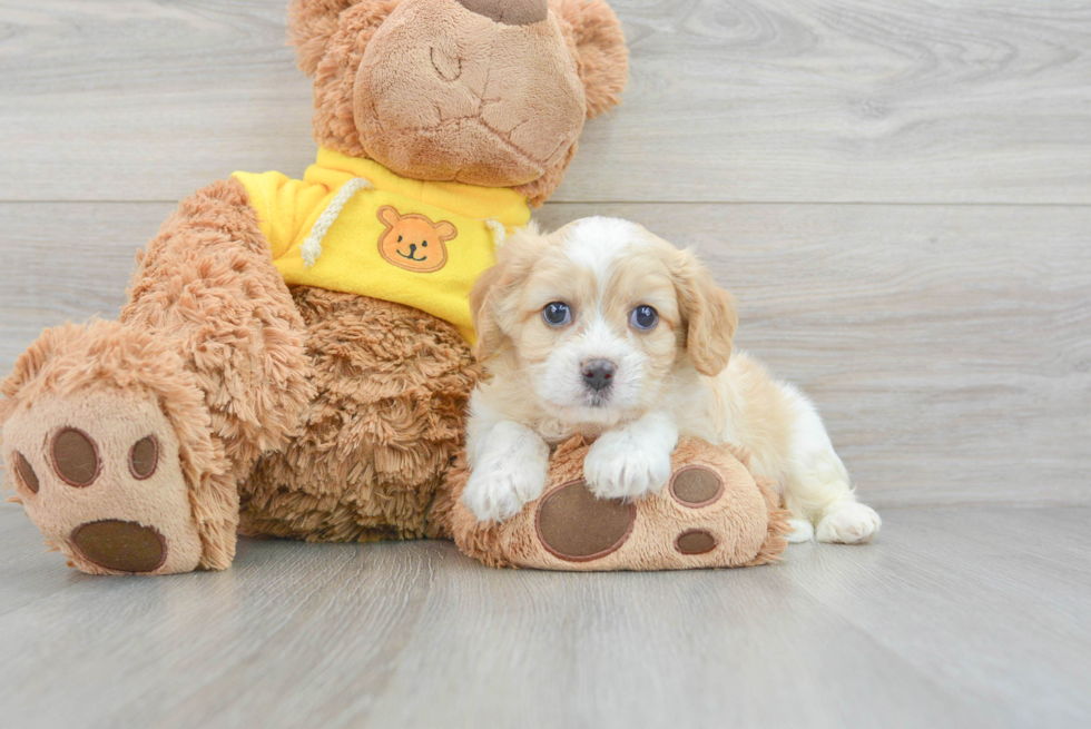 Cavachon Puppy for Adoption