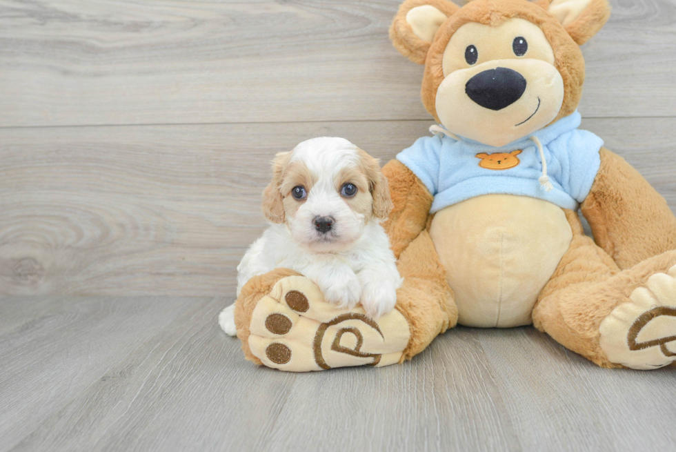 Popular Cavachon Designer Pup