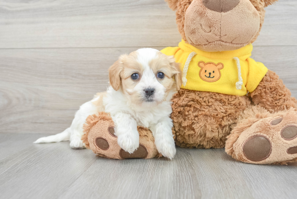 Cute Cavachon Baby