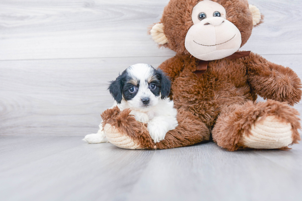 Petite Cavachon Designer Pup