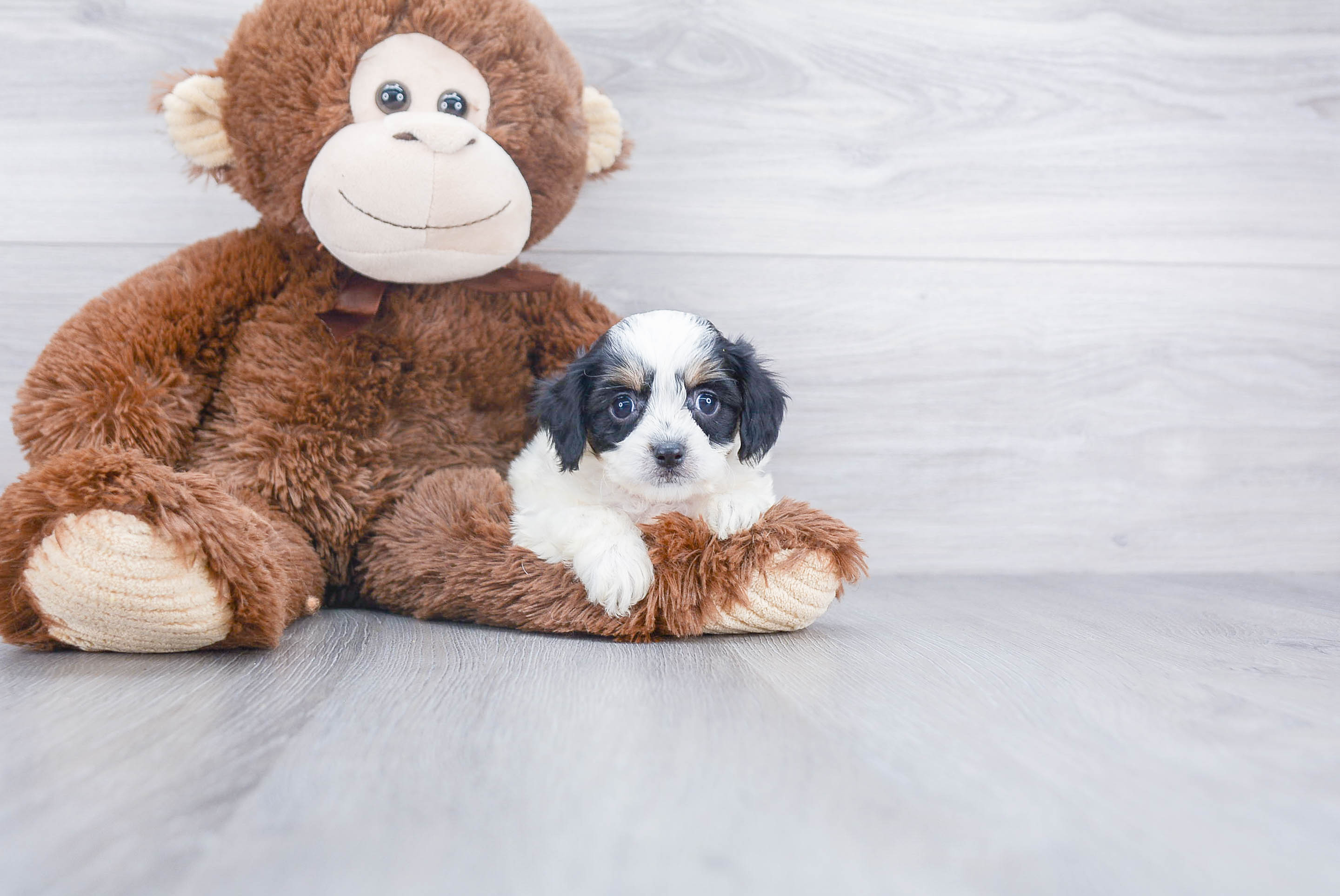 Best Cavachon Baby