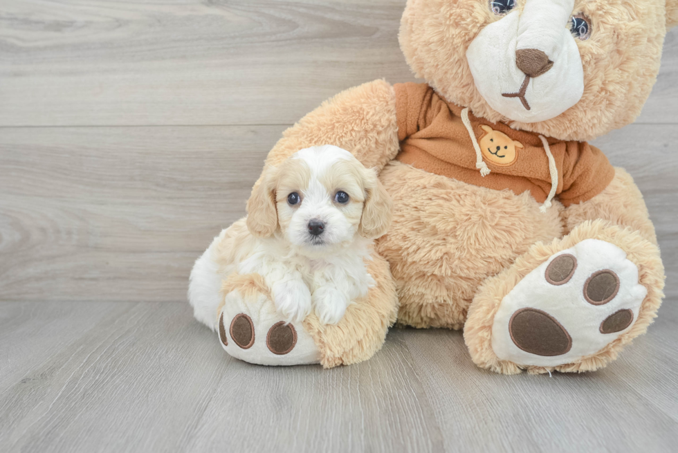 Best Cavachon Baby