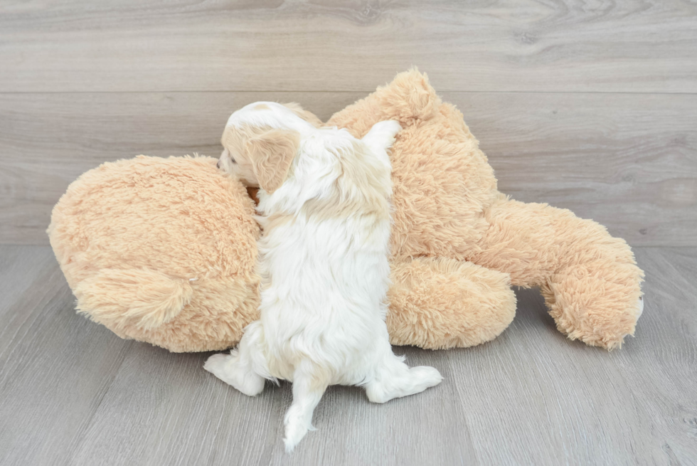 Cavachon Pup Being Cute