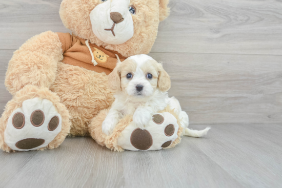 Cavachon Pup Being Cute