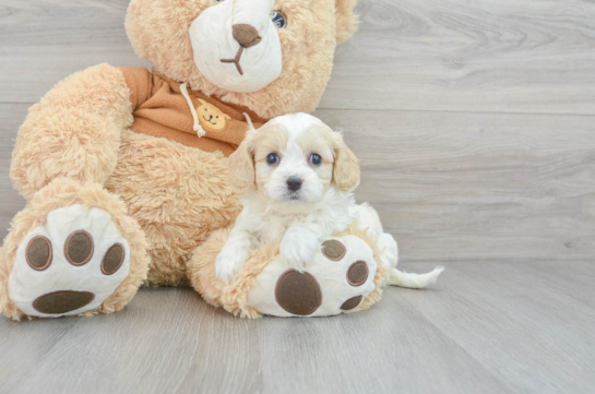 Cavachon Pup Being Cute