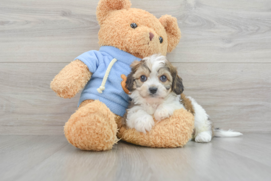 Cavachon Pup Being Cute