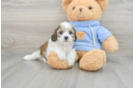 Cavachon Puppy for Adoption