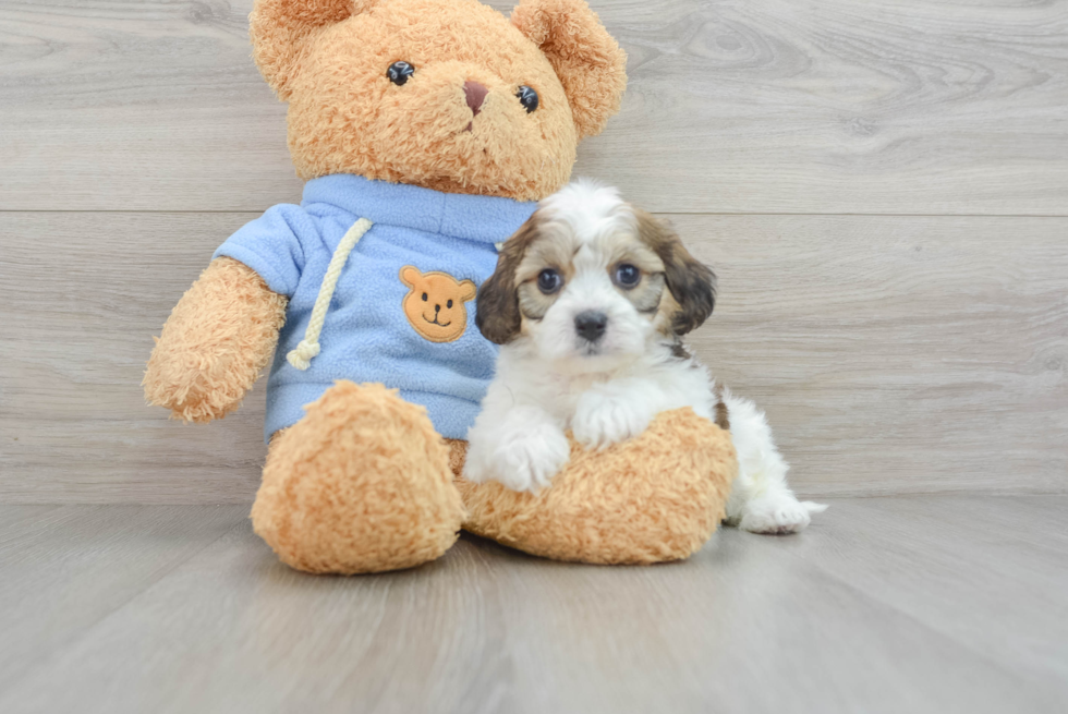 Friendly Cavachon Baby