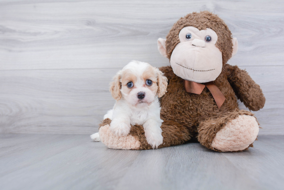 Cavachon Pup Being Cute