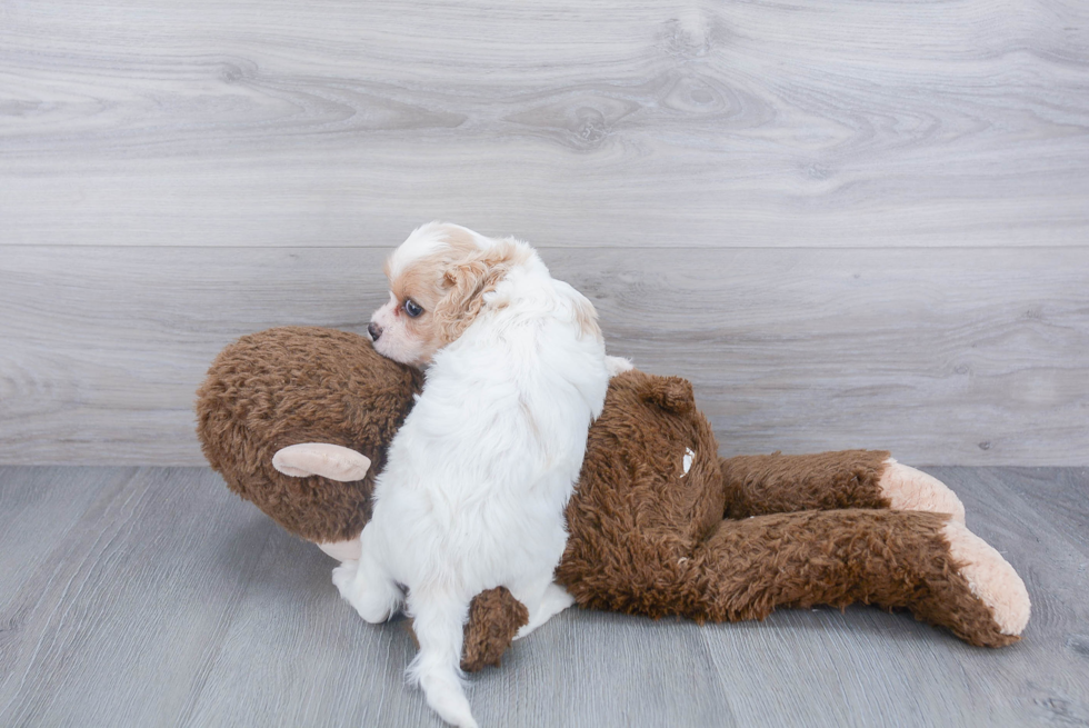 Popular Cavachon Designer Pup