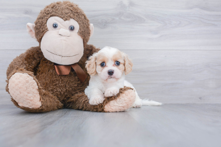 Cavachon Puppy for Adoption