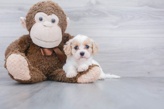 Cavachon Puppy for Adoption