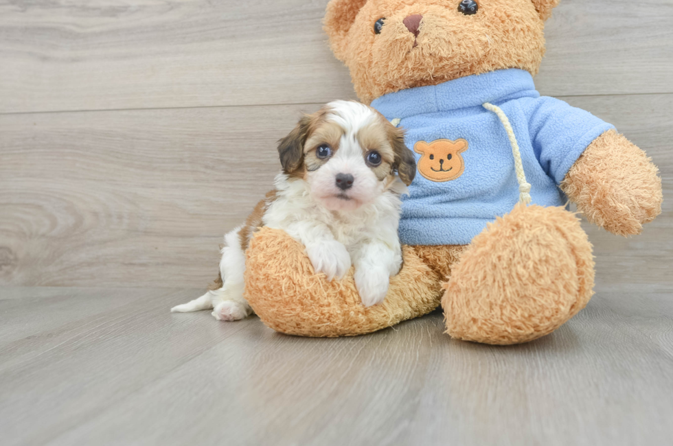 8 week old Cavachon Puppy For Sale - Premier Pups