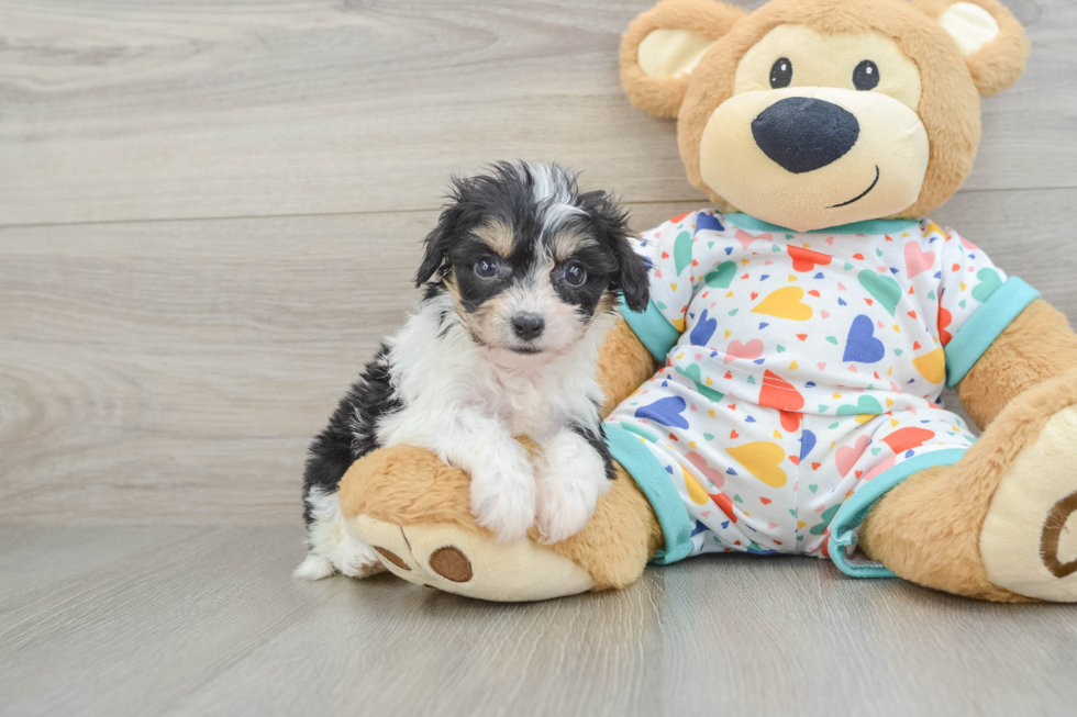 Cute Cavachon Baby