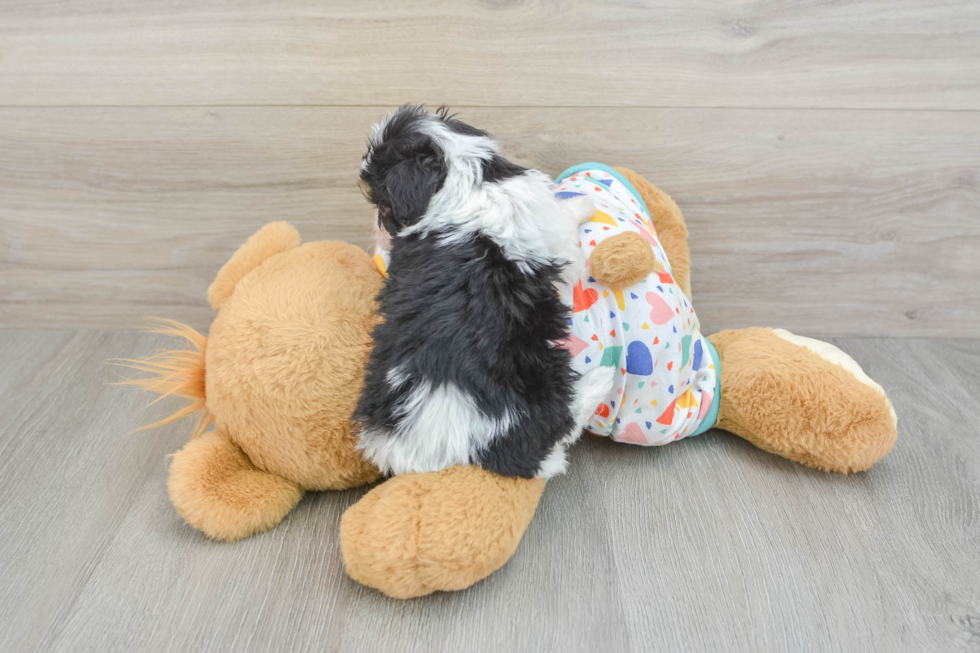 Best Cavachon Baby