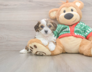 5 week old Cavachon Puppy For Sale - Premier Pups