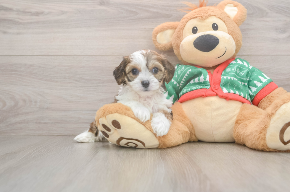 6 week old Cavachon Puppy For Sale - Premier Pups