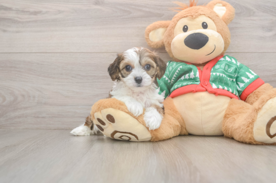 Little Cavalier Bichon Designer Puppy