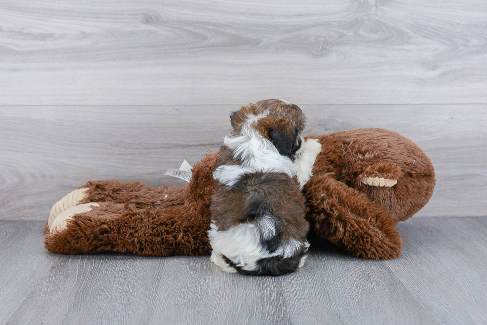 Friendly Cavachon Baby