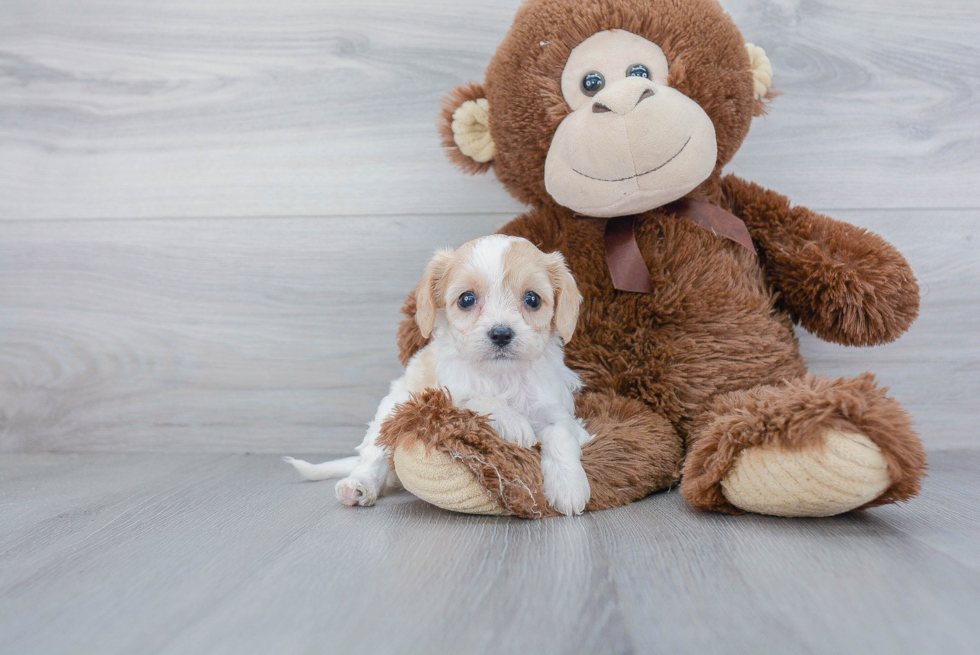 Fluffy Cavachon Designer Pup