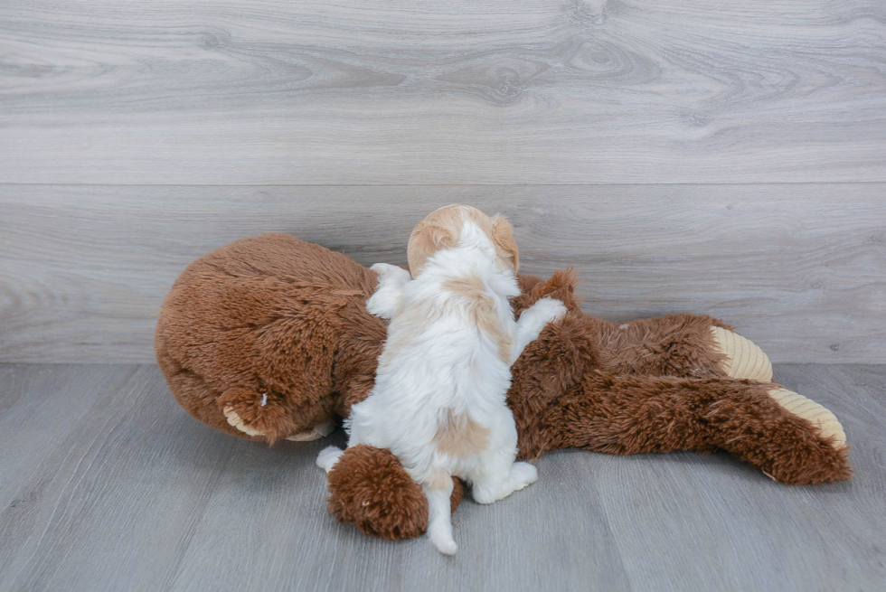 Popular Cavachon Designer Pup