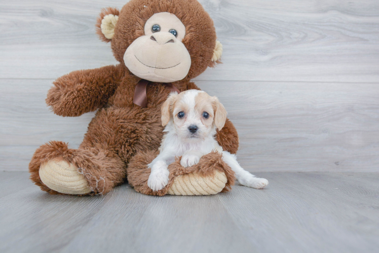 Best Cavachon Baby