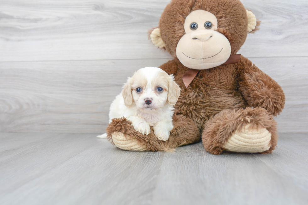 Best Cavachon Baby