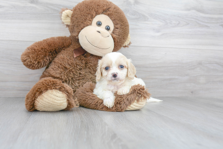 Fluffy Cavachon Designer Pup