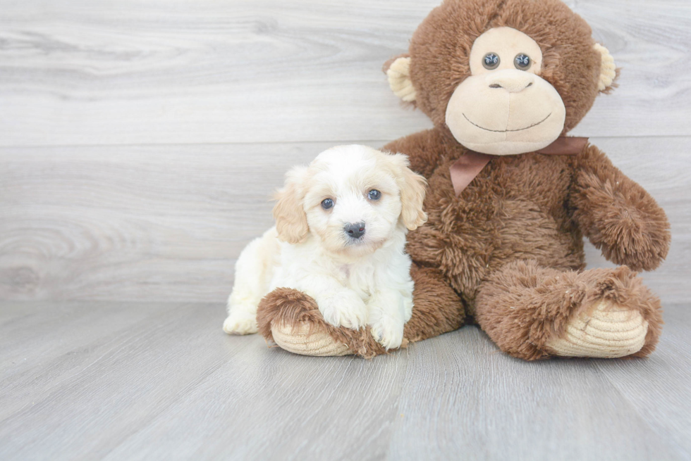 Small Cavachon Baby