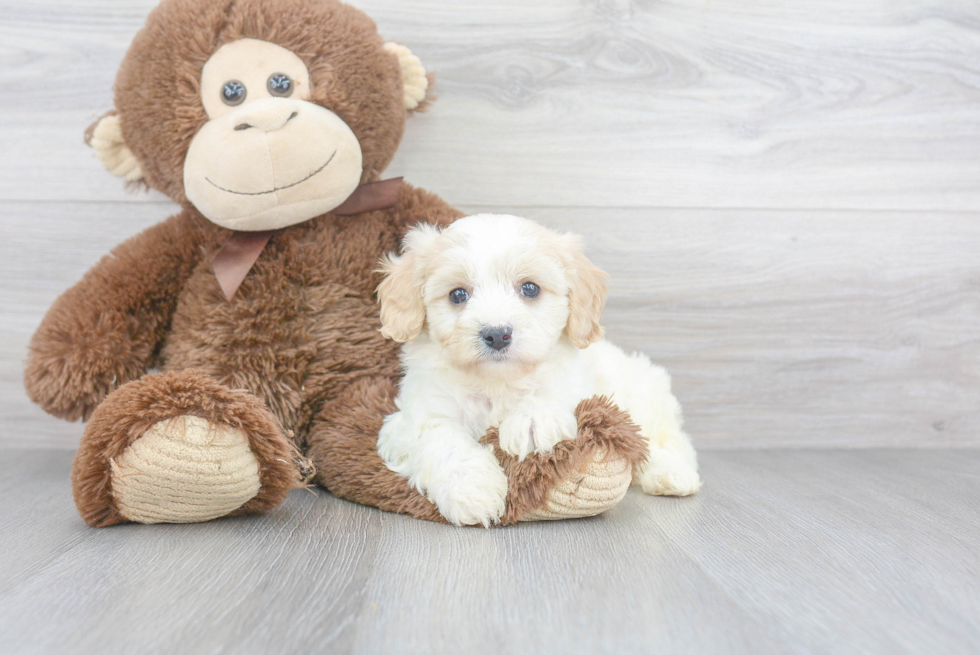 Happy Cavachon Baby