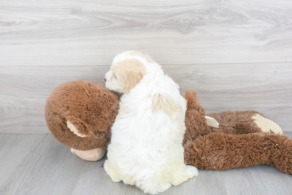 Cavachon Pup Being Cute