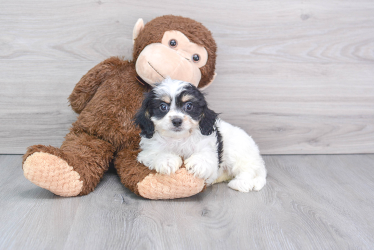 Playful Cavalier Designer Puppy