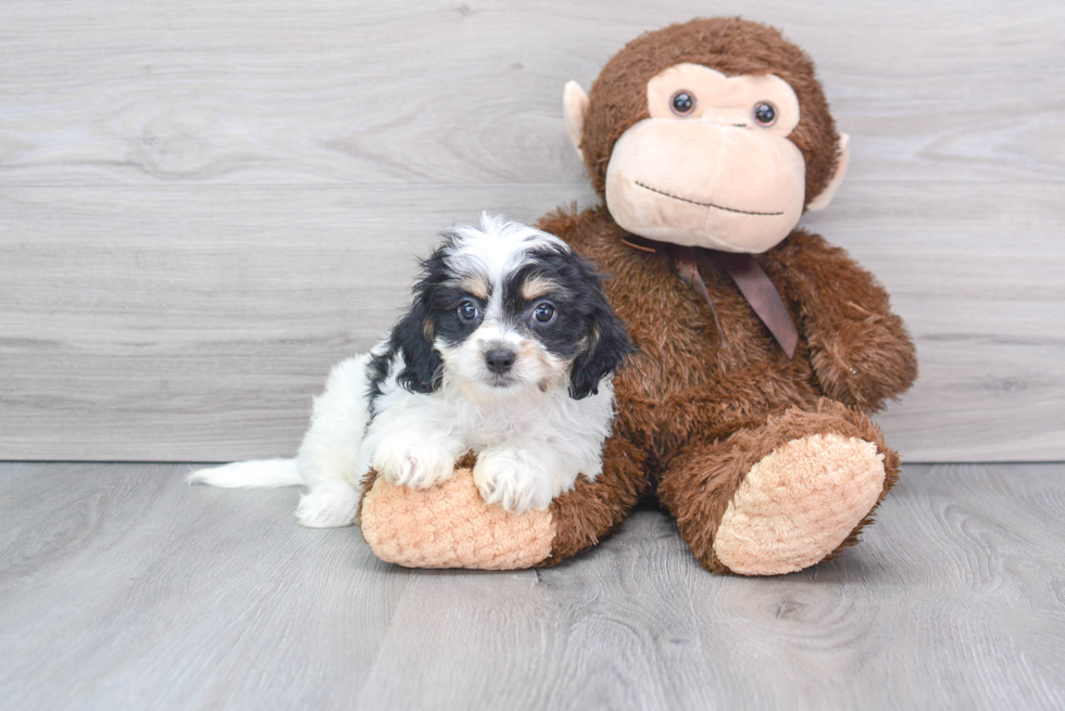 Cavachon Puppy for Adoption
