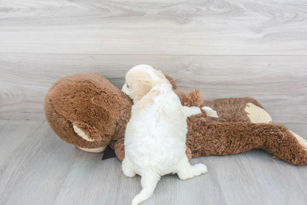 Cavachon Pup Being Cute