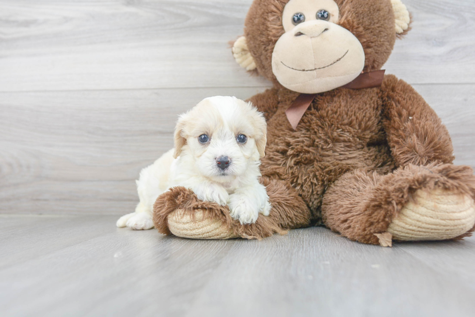 Cavachon Pup Being Cute