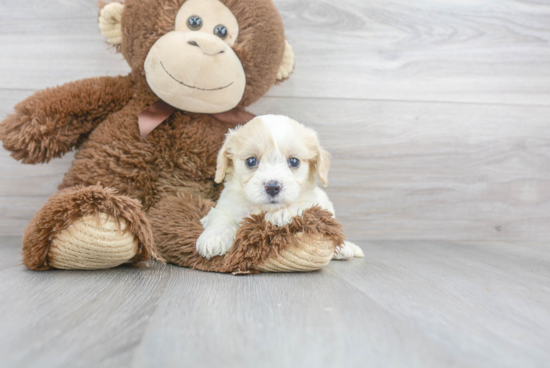 Best Cavachon Baby