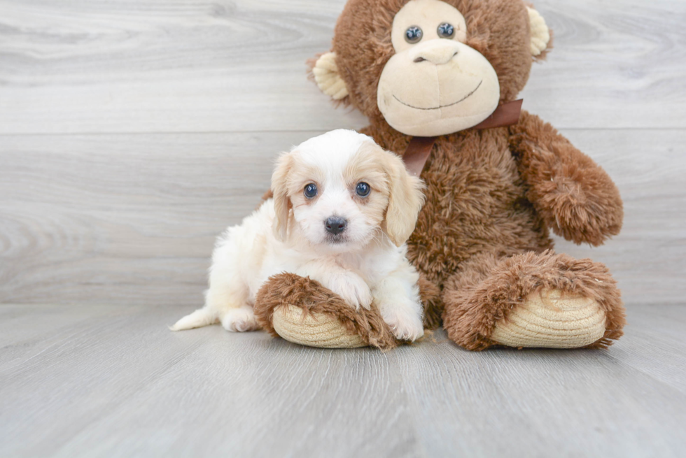 Fluffy Cavachon Designer Pup