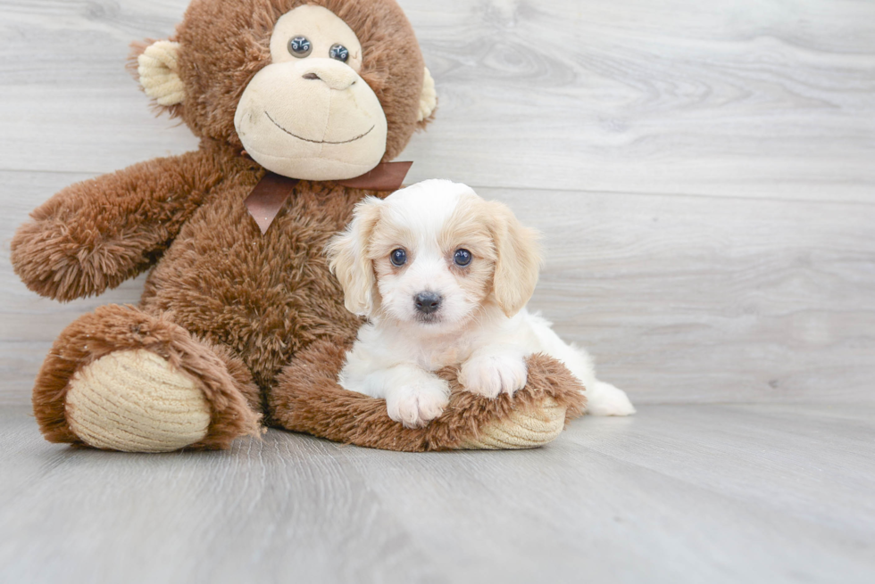 Best Cavachon Baby