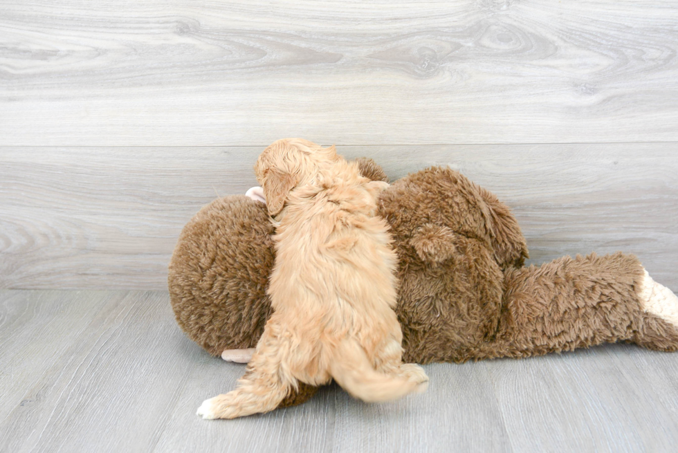 Happy Cavachon Baby