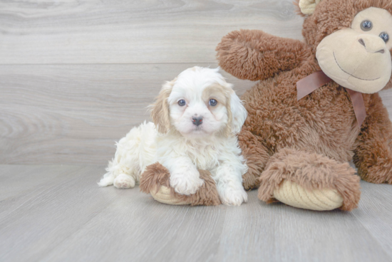 Cavachon Puppy for Adoption