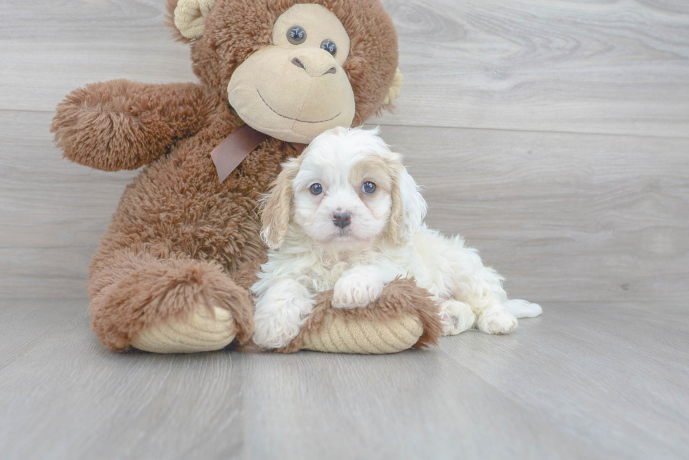 Cavachon Pup Being Cute