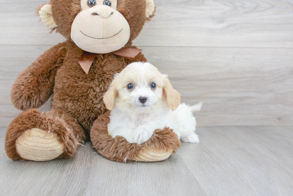 Cute Cavachon Baby