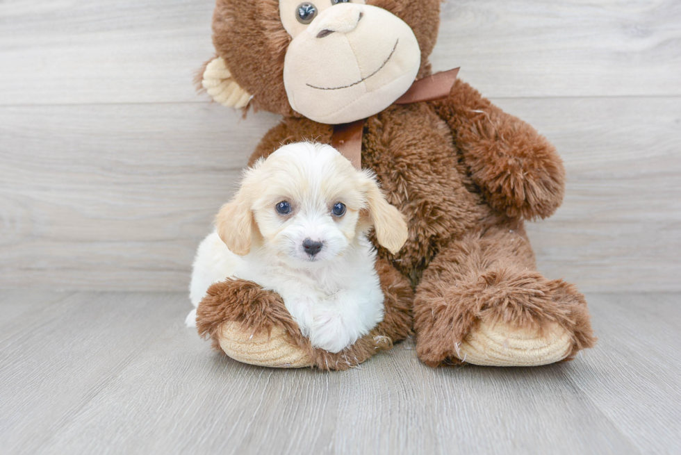 Fluffy Cavachon Designer Pup