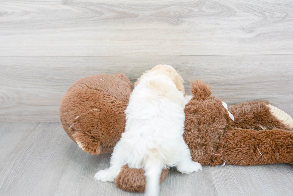 Sweet Cavachon Baby